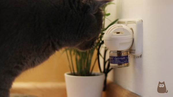 Mi gato va mucho al arenero y no hace nada: causas y qué hacer - 1. Cistitis idiopática felina