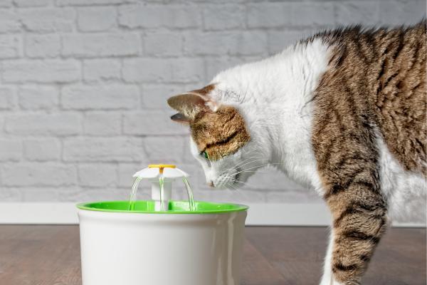 Mi gato va mucho al arenero y no hace nada: causas y qué hacer - 4. Deshidratación