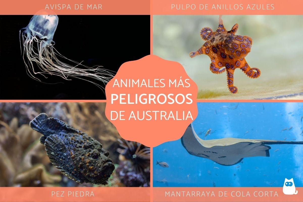 Los animales más peligrosos de Australia