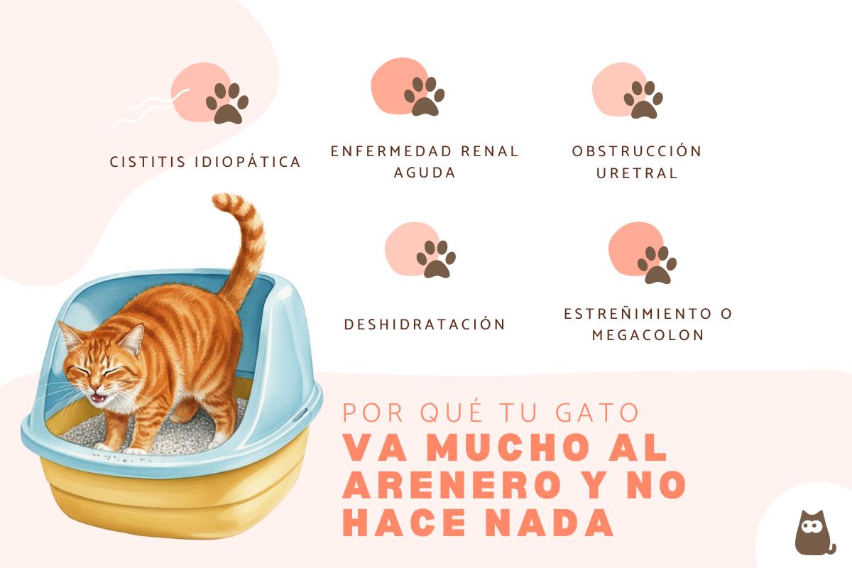 Mi gato va mucho al arenero y no hace nada: causas y qué hacer