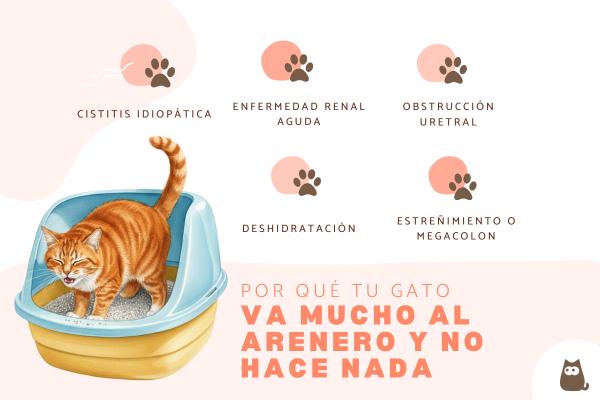 Mi gato va mucho al arenero y no hace nada: causas y qué hacer