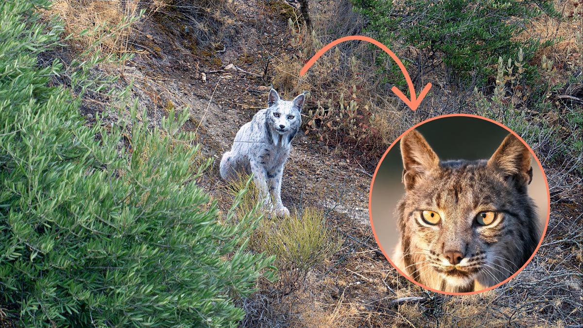 Conoce al primer lince ibérico blanco fotografiado en España: todo lo que sabemos