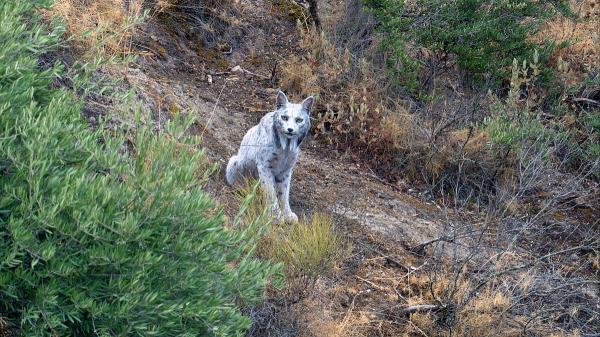 Conoce al primer lince ibérico blanco fotografiado en España: todo lo que sabemos - ¿Dónde y cuándo se fotografió el primer lince ibérico blanco?