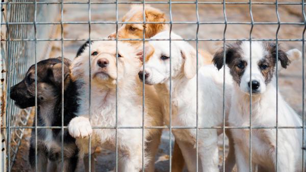 Las adopciones de perros y gatos caen a mínimos desde la pandemia: en 2025, solo el 42% de los recogidos encuentra un hogar - Las adopciones bajan mientras cientos de miles de perros y gatos siguen llegando a las protectoras