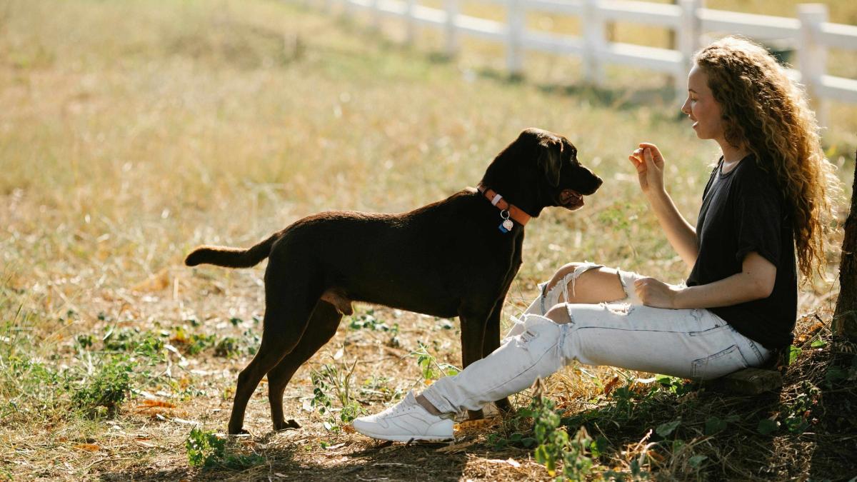 Las adopciones de perros y gatos caen a mínimos desde la pandemia: en 2025, solo el 42% de los recogidos encuentra un hogar