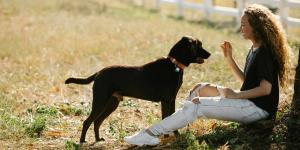 Las adopciones de perros y gatos caen a mínimos desde la pandemia: en 2025, solo el 42% de los recogidos encuentra un hogar