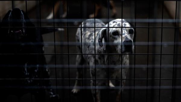 Las adopciones de perros y gatos caen a mínimos desde la pandemia: en 2025, solo el 42% de los recogidos encuentra un hogar - Los perros y gatos adultos esperan más de un año para encontrar una familia