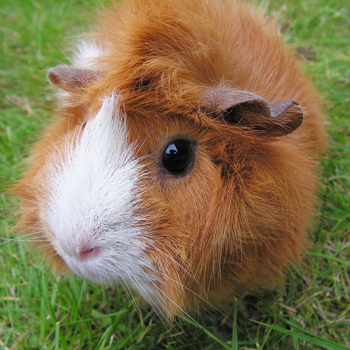 Sarna en las cobayas - Síntomas y tratamiento