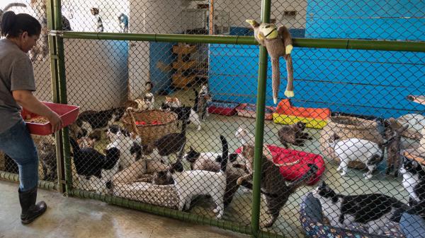 Las adopciones de perros y gatos caen a mínimos desde la pandemia: en 2025, solo el 42% de los recogidos encuentra un hogar - Uno de cada tres interesados desiste antes de completar la adopción