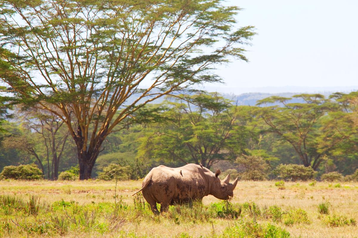 ¿Dónde viven los rinocerontes?