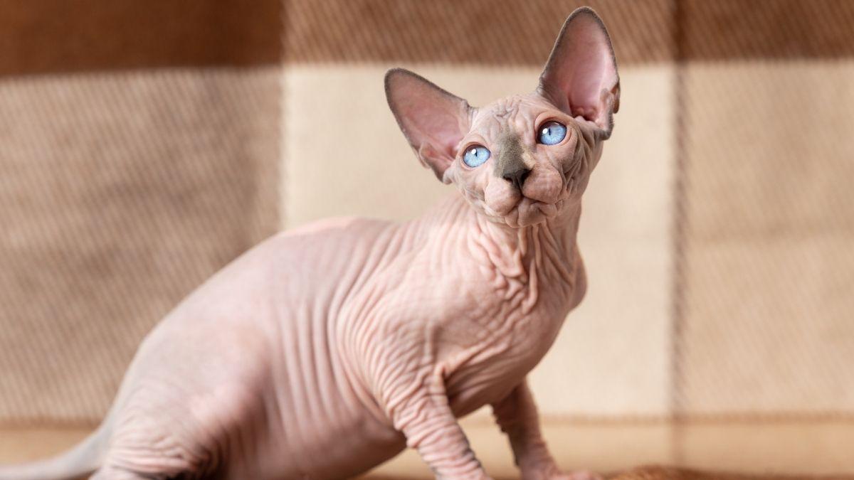 El gato esfinge no es para todo el mundo: lo que debes saber antes de adoptarlo