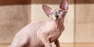 El gato esfinge no es para todo el mundo: lo que debes saber antes de adoptarlo