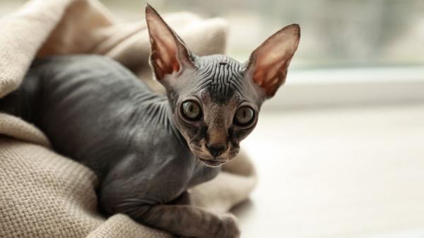 El gato esfinge no es para todo el mundo: lo que debes saber antes de adoptarlo - Las temperaturas pueden perjudicar al gato esfinge