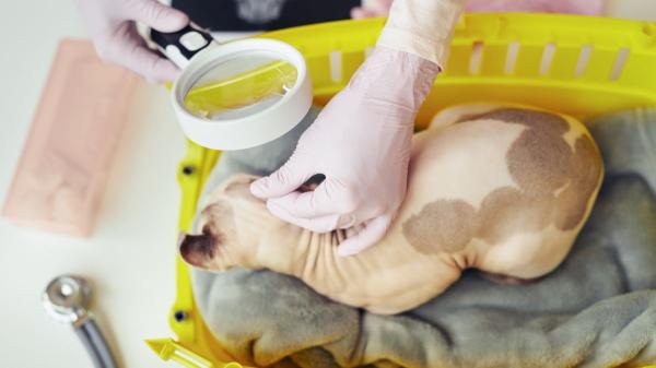 El gato esfinge no es para todo el mundo: lo que debes saber antes de adoptarlo - Los ojos y las orejas del sphynx son un punto de alerta