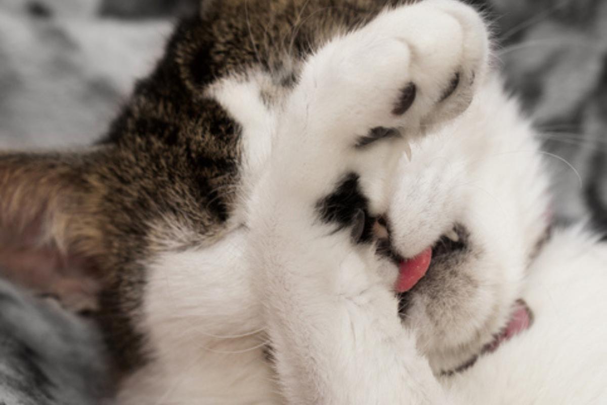 ¿Por qué mi gato tiene muchos gases?