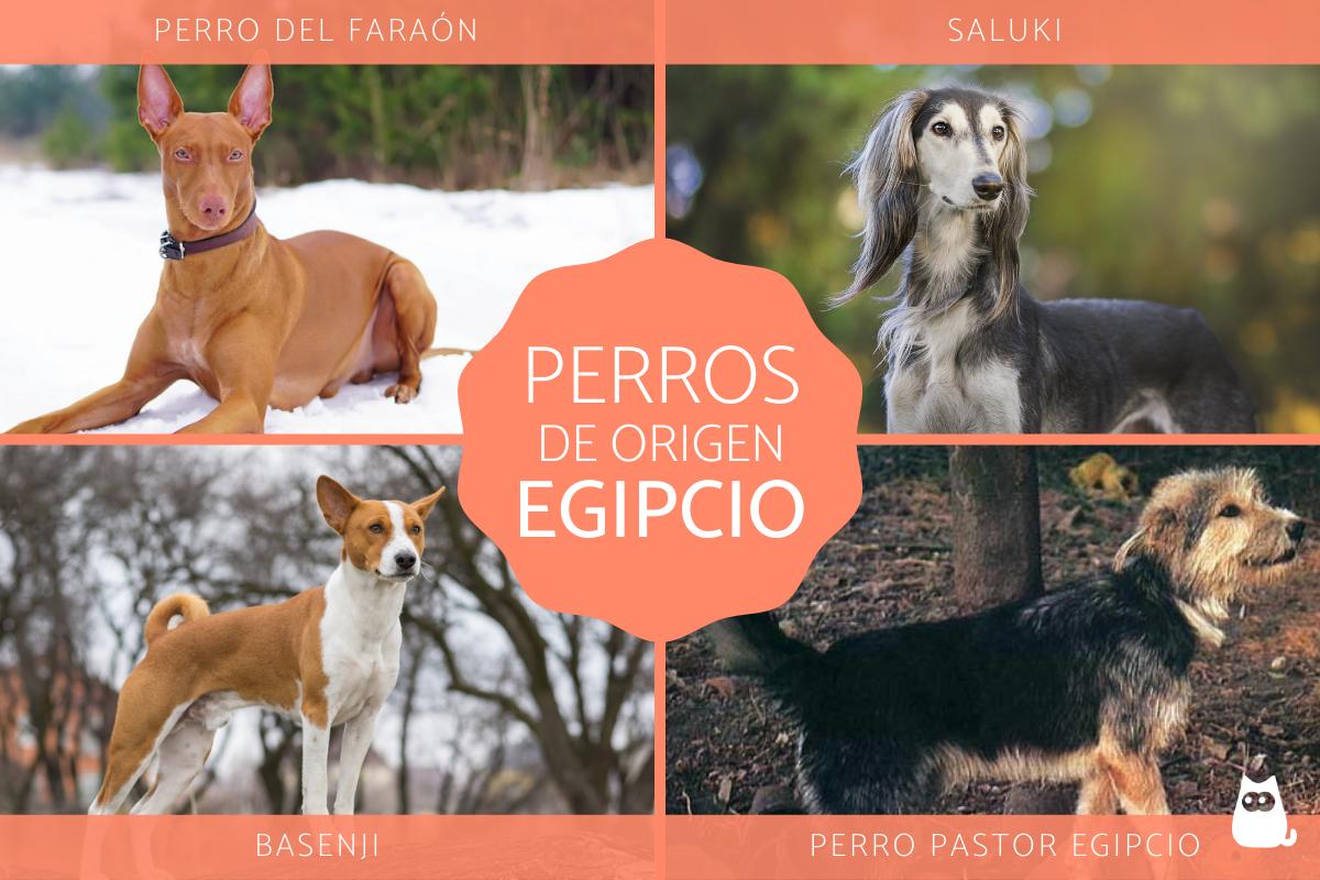 Razas de perros egipcios