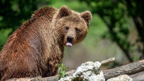 No son tan carnívoros como creíamos: la ciencia revela el sorprendente cambio en la dieta de los osos - Los osos: ¿depredadores o grandes omnívoros?