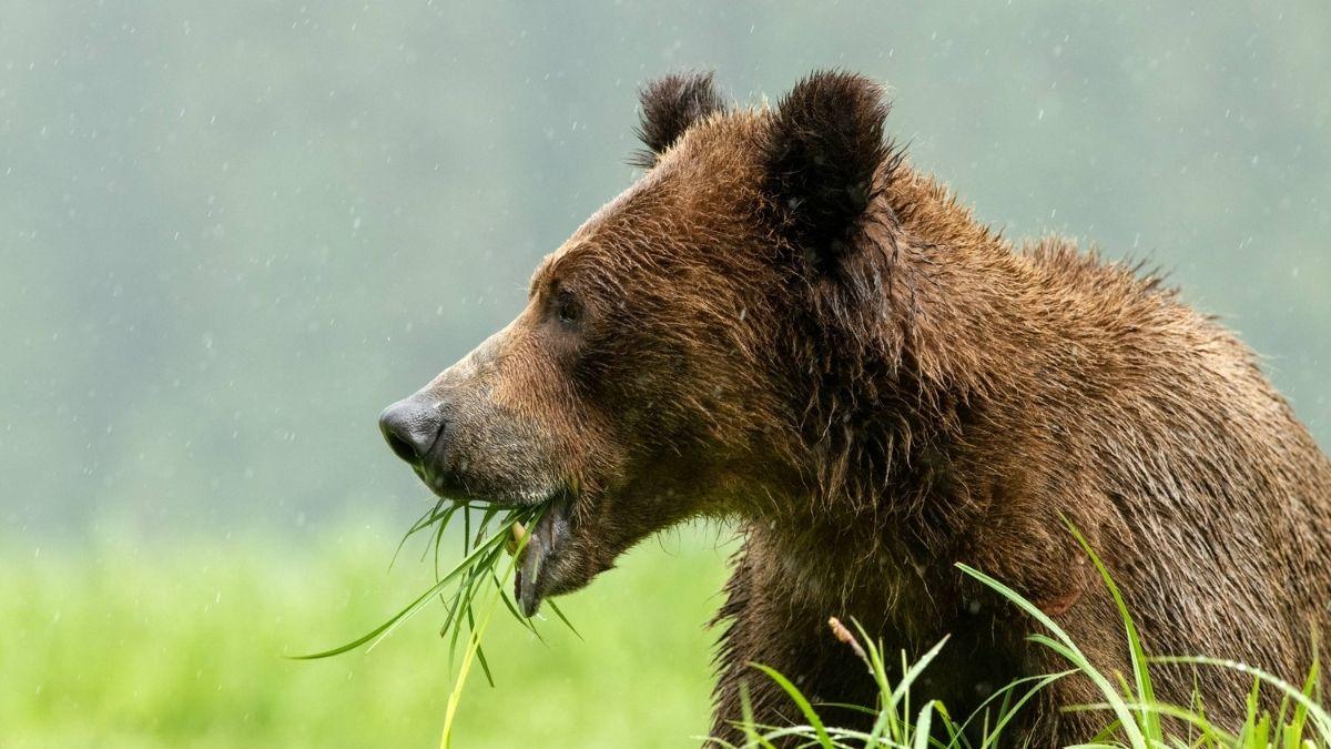 No son tan carnívoros como creíamos: la ciencia revela el sorprendente cambio en la dieta de los osos