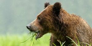 No son tan carnívoros como creíamos: la ciencia revela el sorprendente cambio en la dieta de los osos