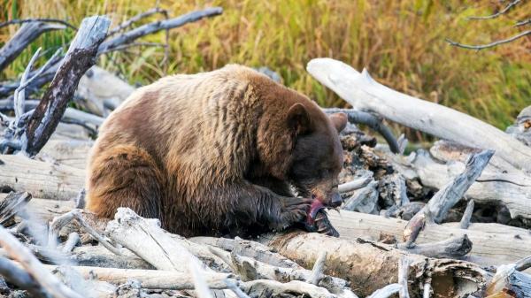 No son tan carnívoros como creíamos: la ciencia revela el sorprendente cambio en la dieta de los osos - Un descubrimiento científico que cambia lo que sabíamos sobre su alimentación
