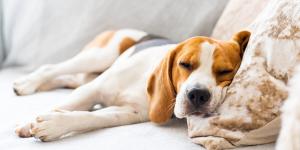 La ciencia explica que los perros sueñan con su vida diaria y estas son sus señales