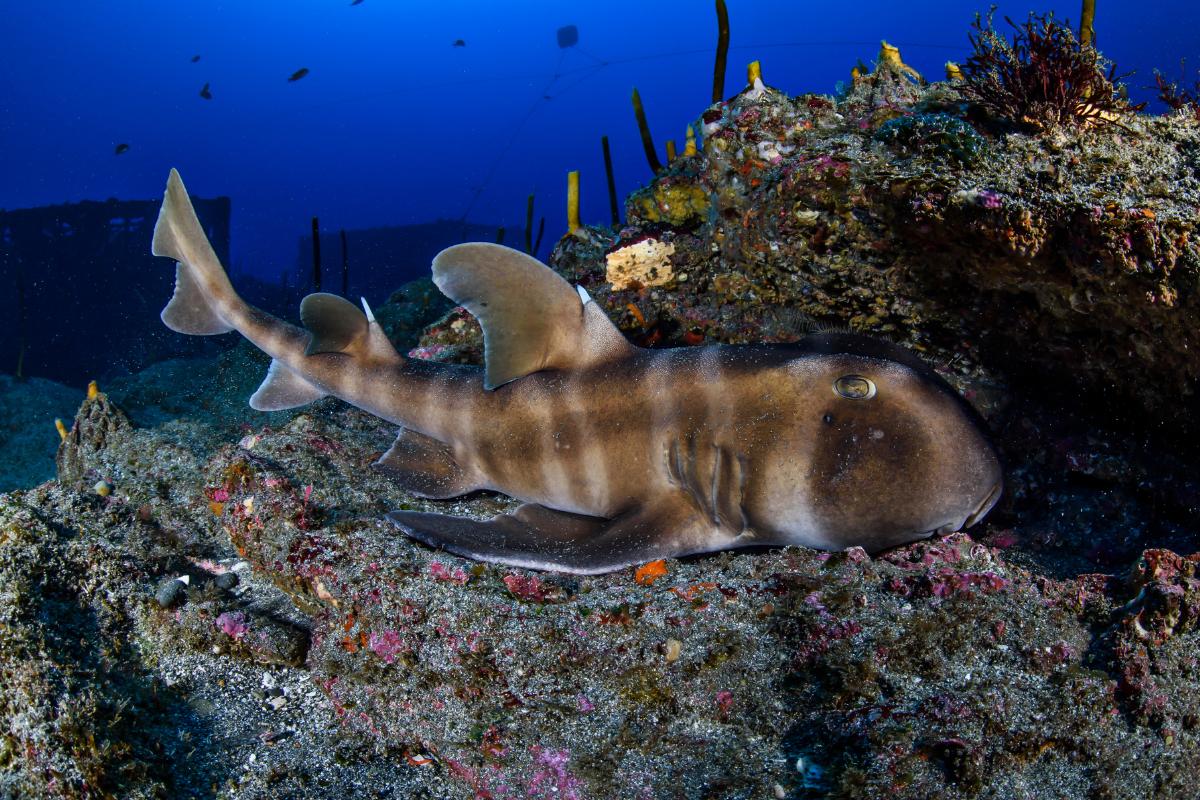 ¿Los tiburones duermen?