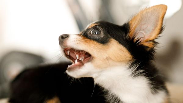 Los ayuntamientos pueden multar a los tutores de perros que ladren en horario de descanso: esto dice la ley en España - En qué casos puede actuar la Ley de Propiedad Horizontal si un perro no para de ladrar