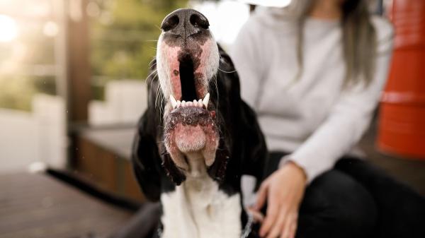 Los ayuntamientos pueden multar a los tutores de perros que ladren en horario de descanso: esto dice la ley en España - Las multas que pueden imponerse por ladridos de perros