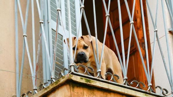 Los ayuntamientos pueden multar a los tutores de perros que ladren en horario de descanso: esto dice la ley en España - Ley del Ruido y ordenanzas municipales: las normativas que regulan los ladridos de perros