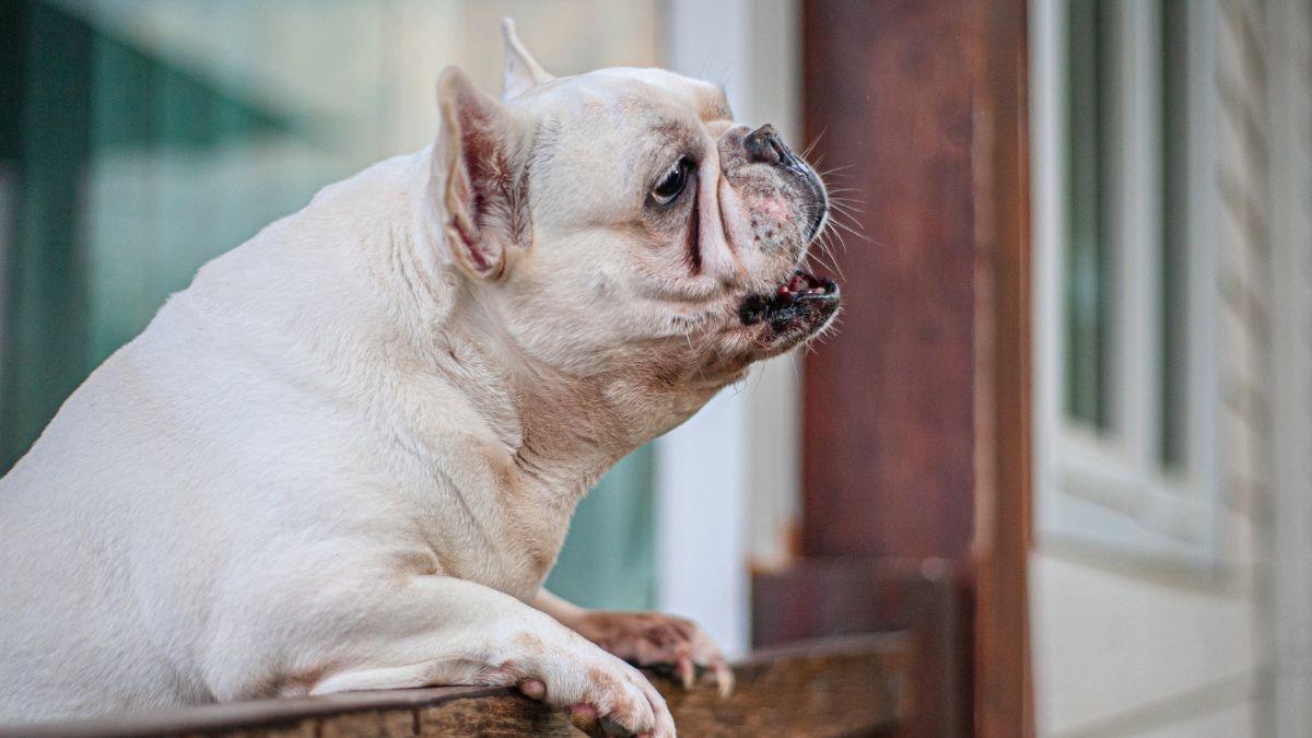 Los ayuntamientos pueden multar a los tutores de perros que ladren en horario de descanso: esto dice la ley en España
