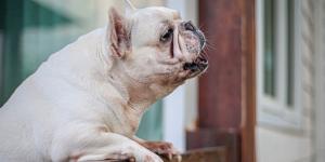 Los ayuntamientos pueden multar a los tutores de perros que ladren en horario de descanso: esto dice la ley en España