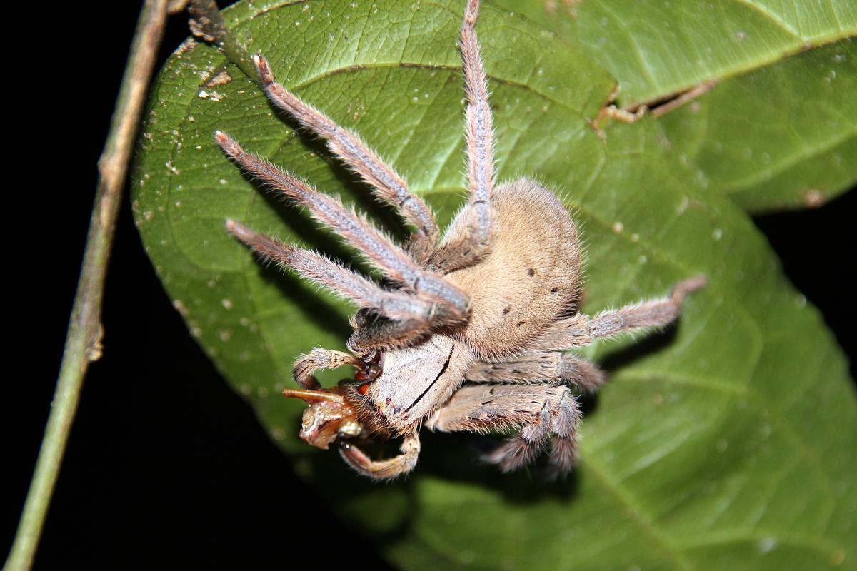 ¿Qué comen las tarántulas?