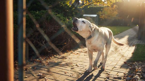 Los ayuntamientos pueden multar a los tutores de perros que ladren en horario de descanso: esto dice la ley en España - Qué se considera ruido sancionable por ladridos de perros