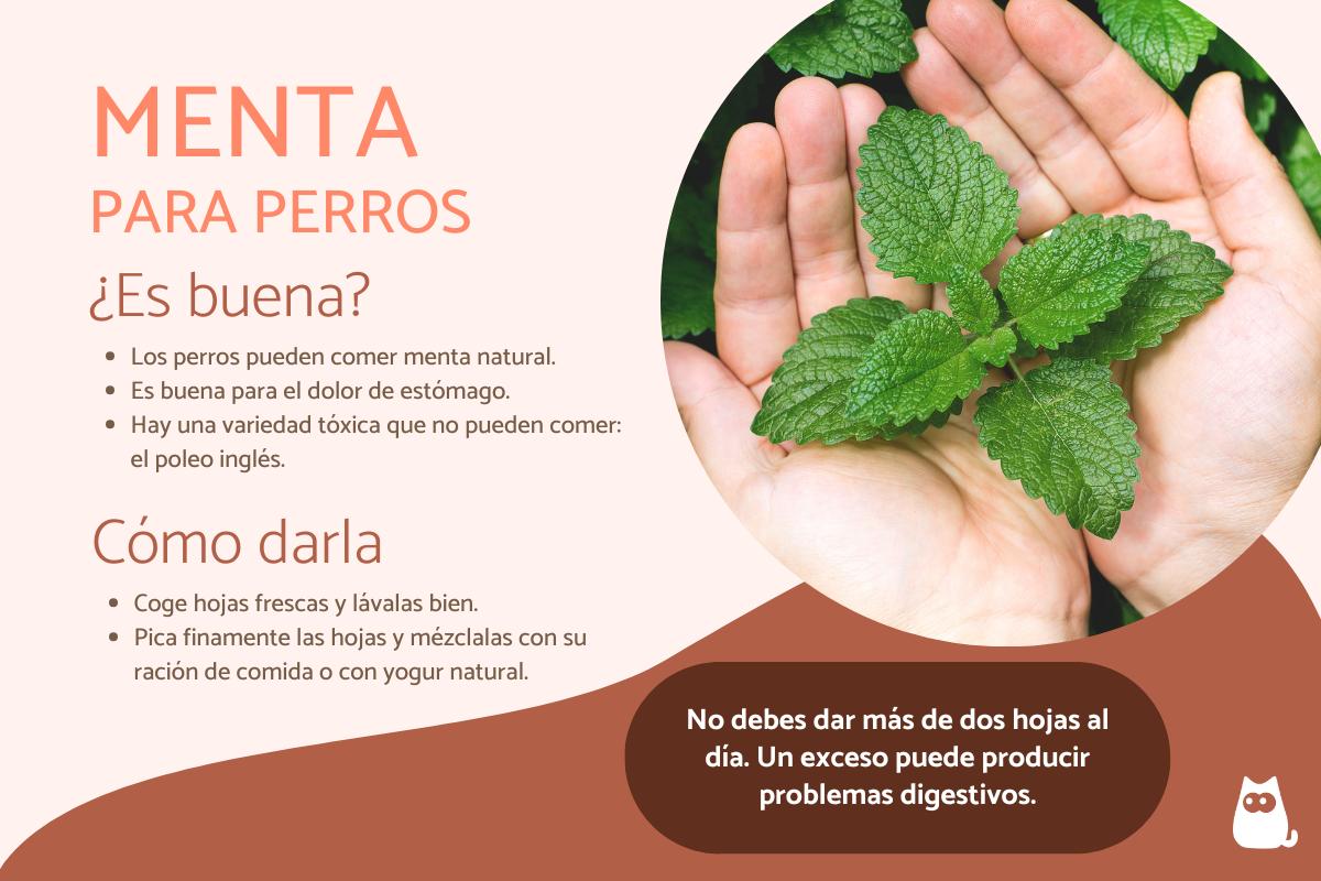 ¿Los perros pueden comer menta?