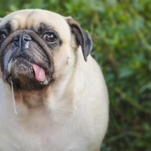 por que mi perro tiene mocos verdes