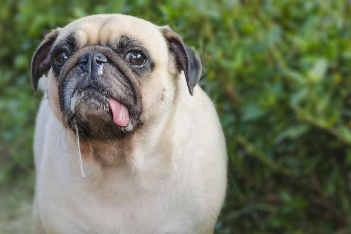 cómo puedo hacer que mis perros respiren mejor