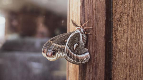 La verdadera razón por la que aparecen polillas en tu casa (y no es solo por la luz) - Ver una polilla en casa no significa que vayas a tener una plaga
