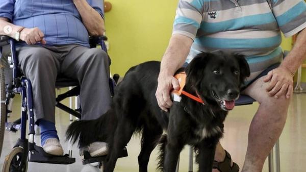 Lo abandonaron con dos días de vida y hoy es un perro terapeuta que ayuda a muchas personas: la emotiva historia de Haru - Así ayuda Haru en las sesiones de terapia con animales