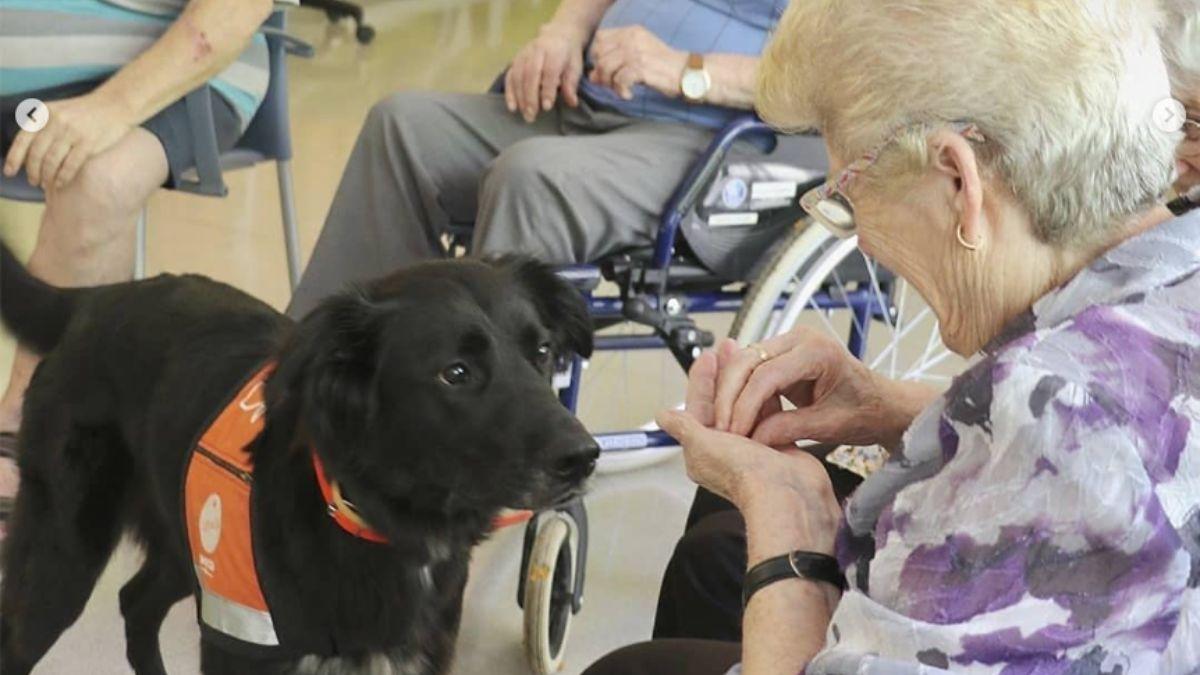 Lo abandonaron con dos días de vida y hoy es un perro terapeuta que ayuda a muchas personas: la emotiva historia de Haru