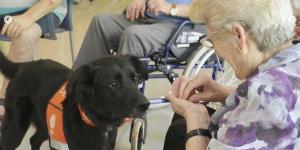 Lo abandonaron con dos días de vida y hoy es un perro terapeuta que ayuda a muchas personas: la emotiva historia de Haru