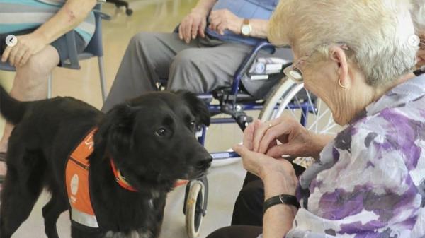Lo abandonaron con dos días de vida y hoy es un perro terapeuta que ayuda a muchas personas: la emotiva historia de Haru