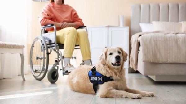 Lo abandonaron con dos días de vida y hoy es un perro terapeuta que ayuda a muchas personas: la emotiva historia de Haru - No todos pueden convertirse en perro terapeuta: deben tener estas características