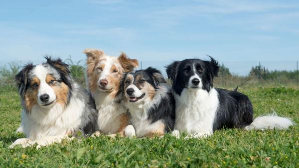 Otto, Apolo, Gala y Foxi: los cuatro perros protegidos por una jueza en un caso de violencia familiar - Animales como seres sintientes: el paso que dio España y el nuevo reto ante la violencia familiar