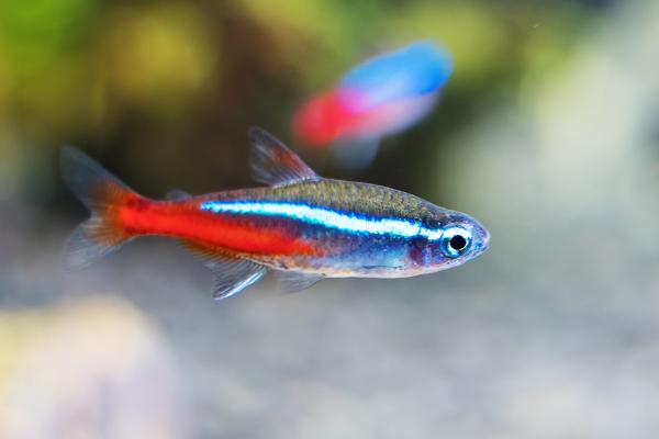 Peces neón: tipos, cuidados y reproducción - Características de los peces neones