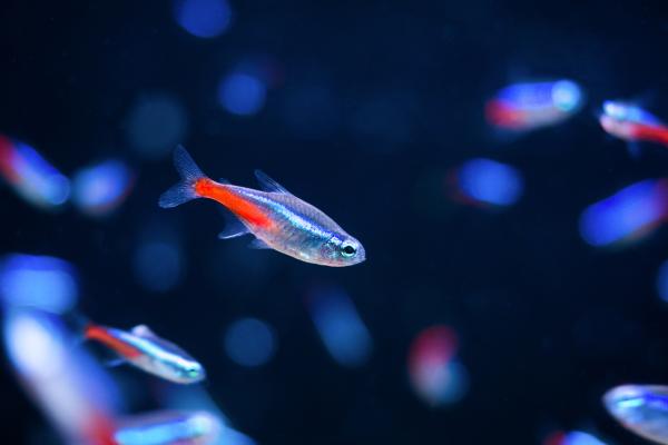 Peces neón: tipos, cuidados y reproducción - ¿Cómo se reproducen los peces neón?
