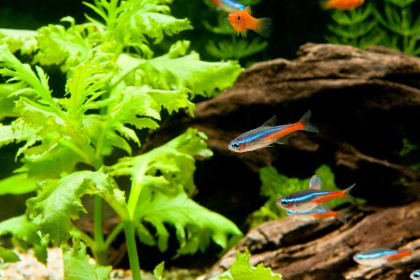 Peces neón: tipos, cuidados y reproducción - Cuidados de los peces neón