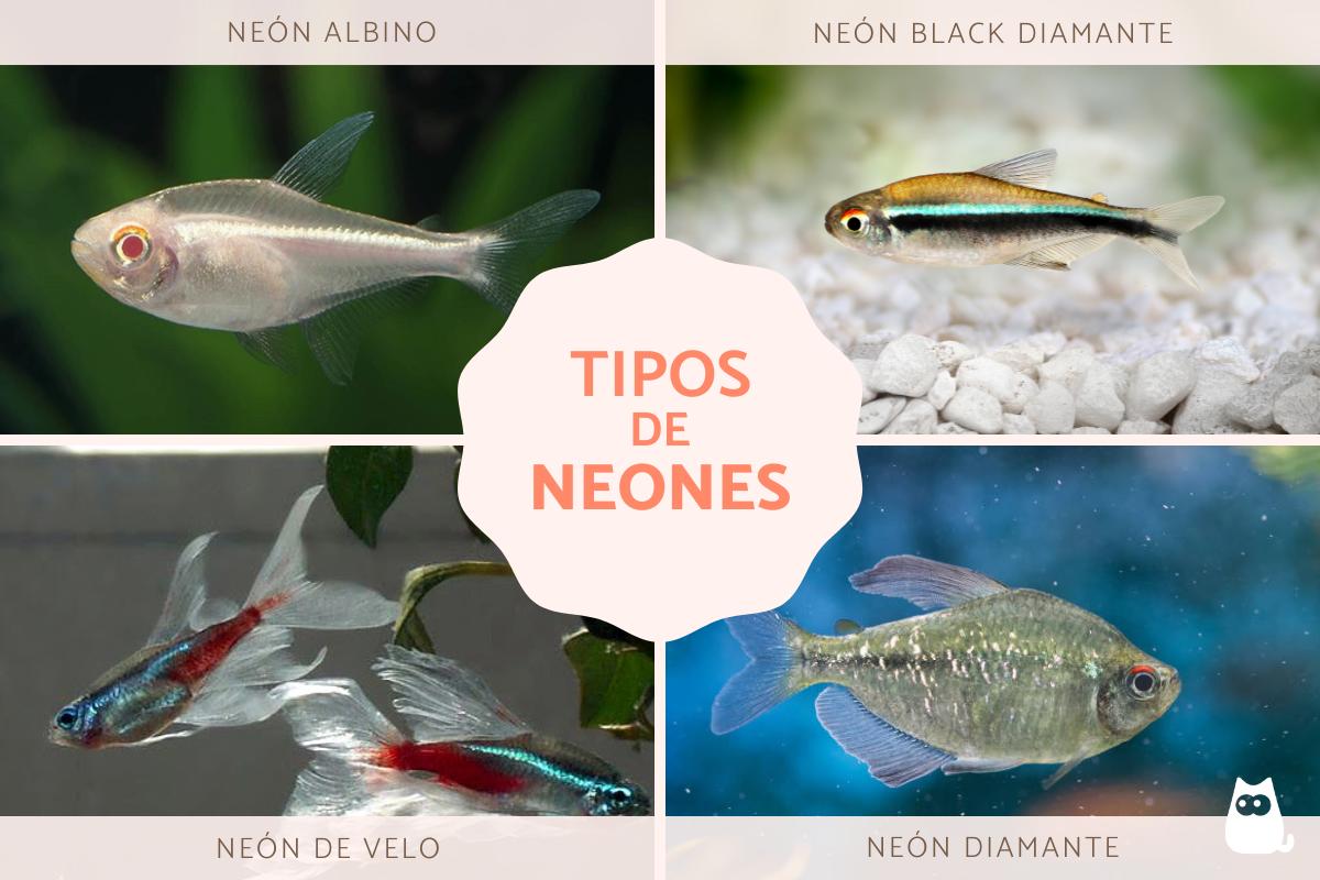 Peces neón: tipos, cuidados y reproducción