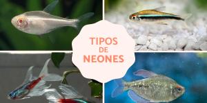 Peces neón: tipos, cuidados y reproducción