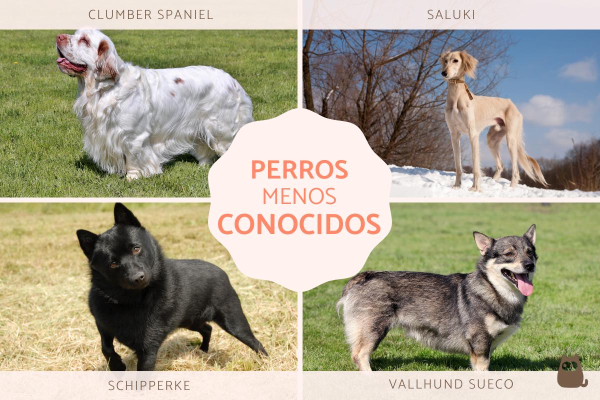 Razas de perros poco comunes