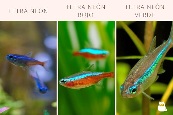 Peces neón: tipos, cuidados y reproducción - Tipos de peces neón
